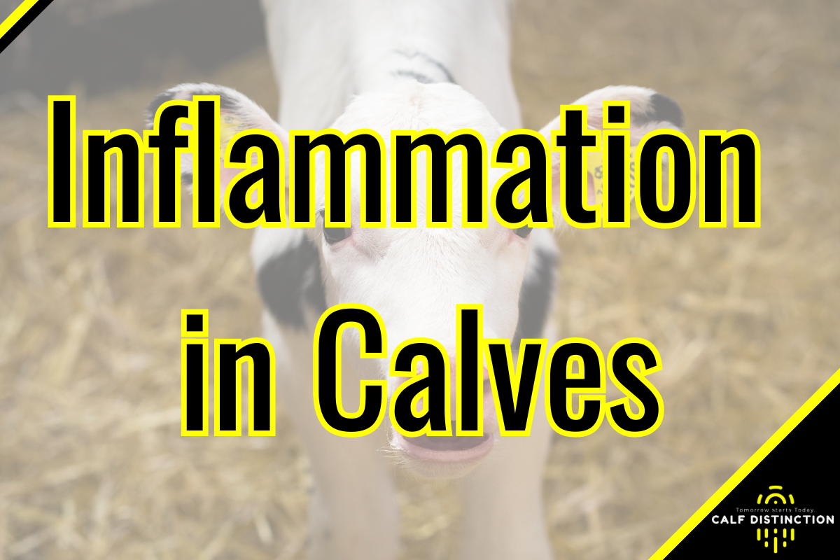 Inflammation in Calves – Calf Distinction