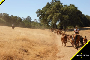 Calf Raising Tips From Maria Neilsen: California Cattlewoman